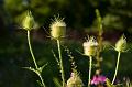 DSC02630_1