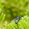 DSC00531f