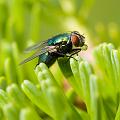 DSC00537_1ff
