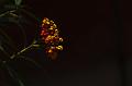 DSC00626