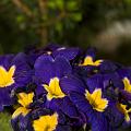 DSC05113_1