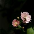 DSC06926