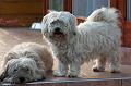 DSC05906_1