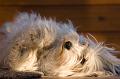 DSC00304_1