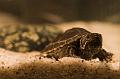 DSC00245_1