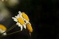 DSC03136_1